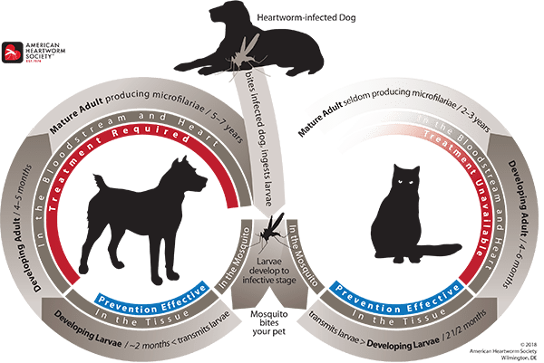 Heartworm cycle