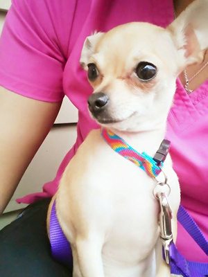 Pet with skin allergy