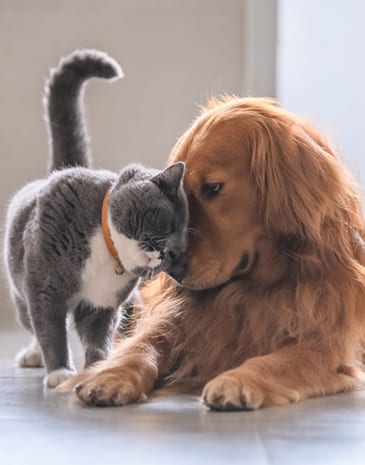 British short hair cat nuzzling a golden retriever