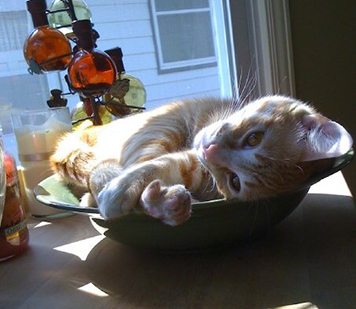 Cat in a bowl