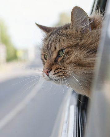 Cat ridding in a car