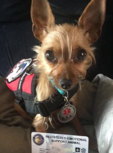 Chiquita at veterinarian