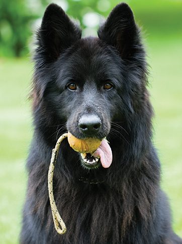 Dog with ball in his mouth