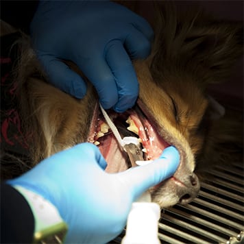 Dog dental exam