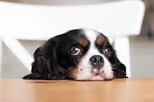dog with head on table