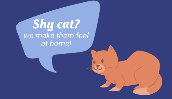 shy cat