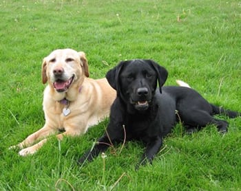 Two dogs on the lawn